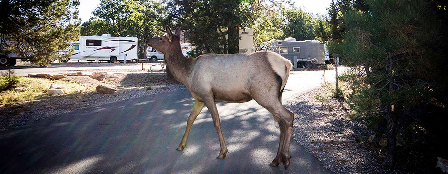 Discover-America_Elk