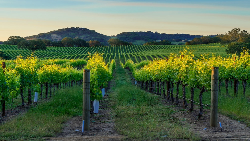 Napa